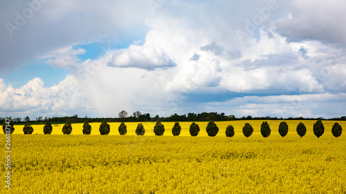 Rapsfeld mit Baumreihe in der Mecklenburgischen Seenplatte
