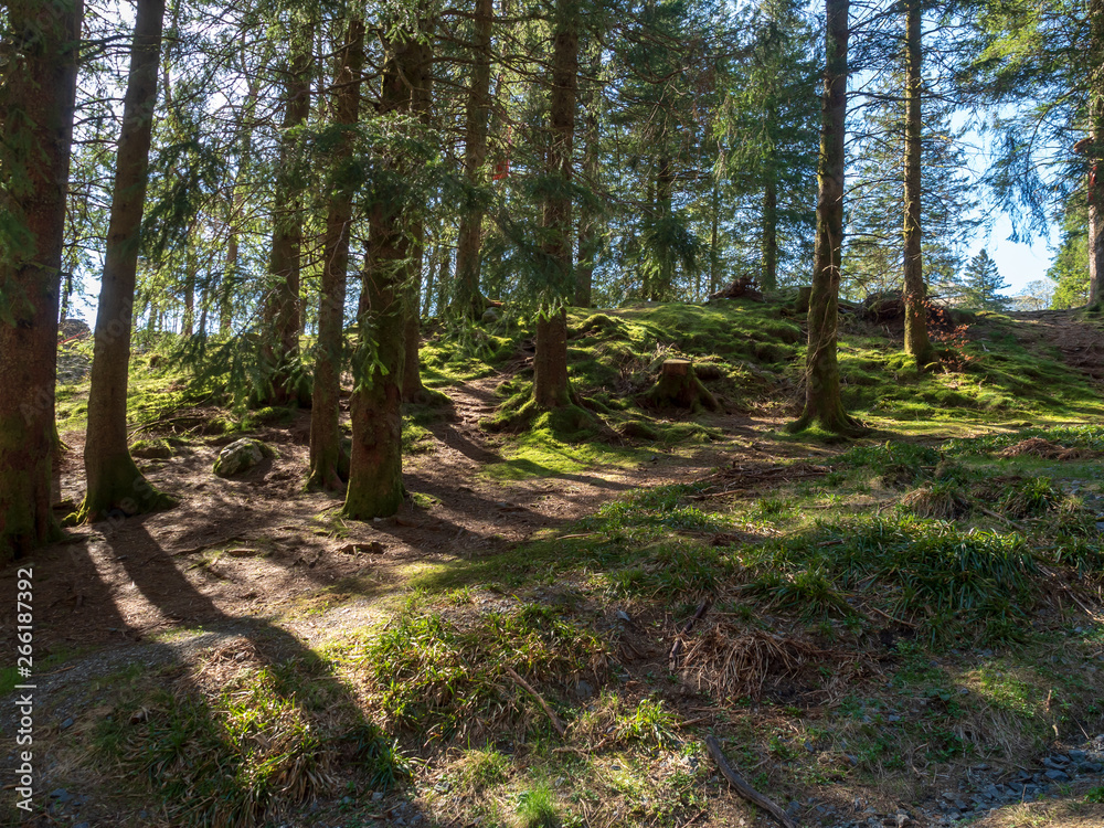 Fototapeta premium Forest in Floyen hill, Bergen Norway