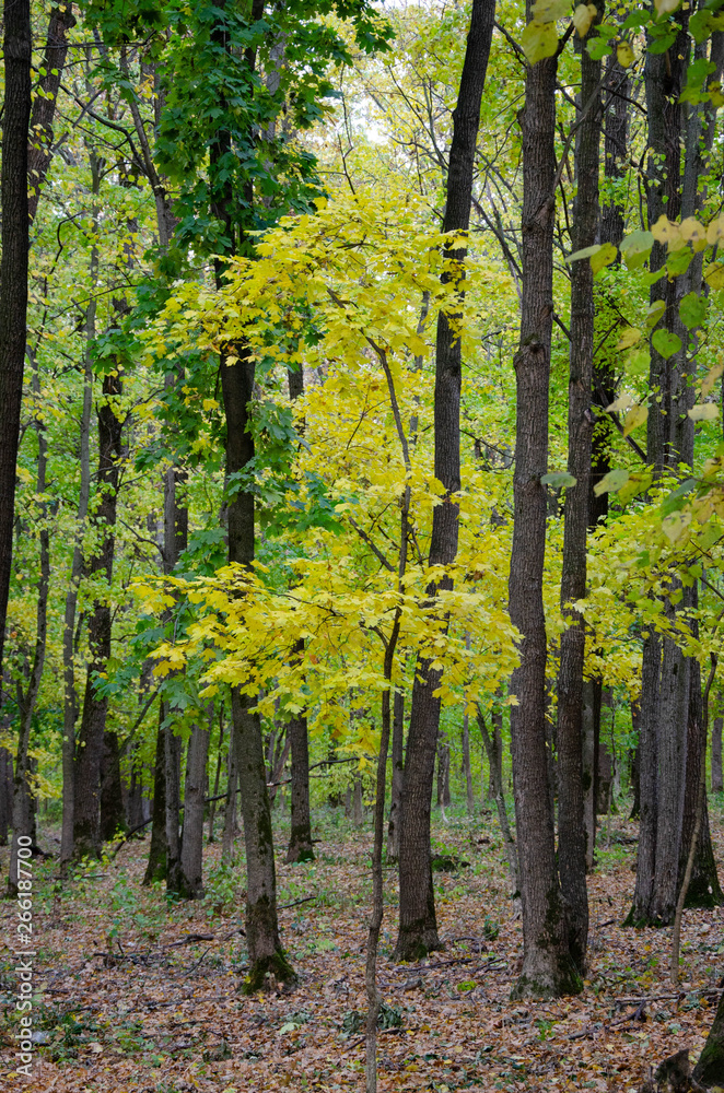 Fototapeta premium forest in autumn