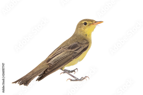 Icterine Warbler, Hippolais icterina, isolated on white background.