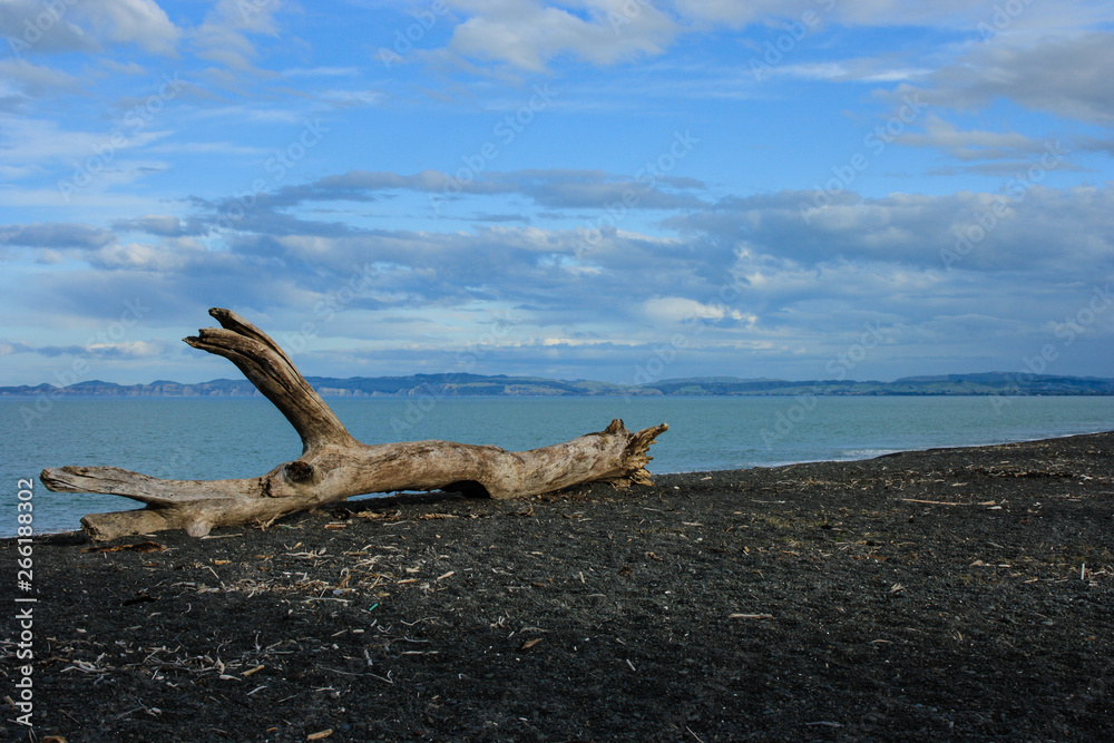 Dry driftwood on a beach during sunset on the east coast of the Northern Island, New Zealand