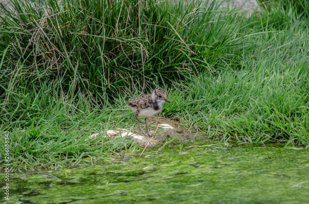 The little baby lapwing The little baby lapwing