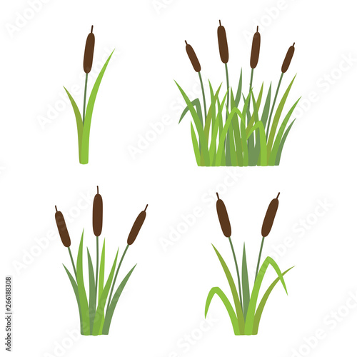 A set of reeds in grass isolated on white background photo
