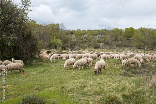 Schafe in Südfrankreich