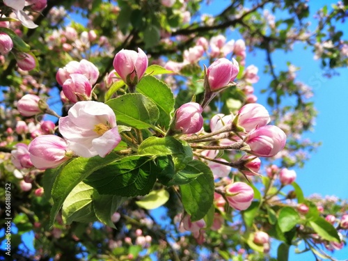 pink flowers in the garden