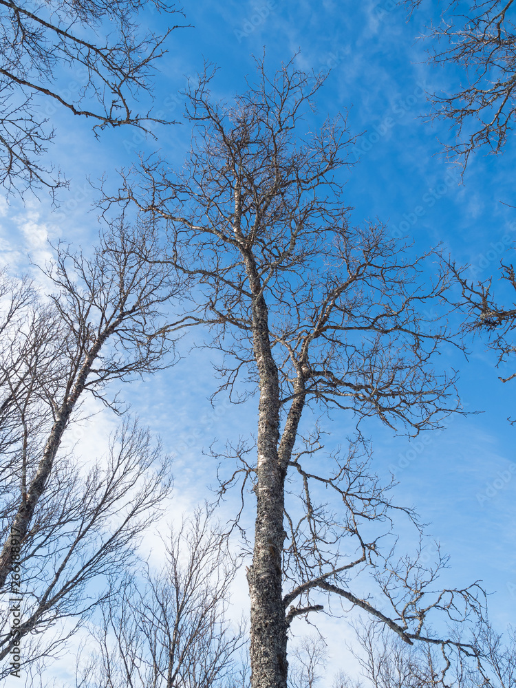 Tree in winter with blue sky background Tree in winter with blue sky background