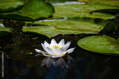 A flower of white water lilies next to large green leaves in a natural environment