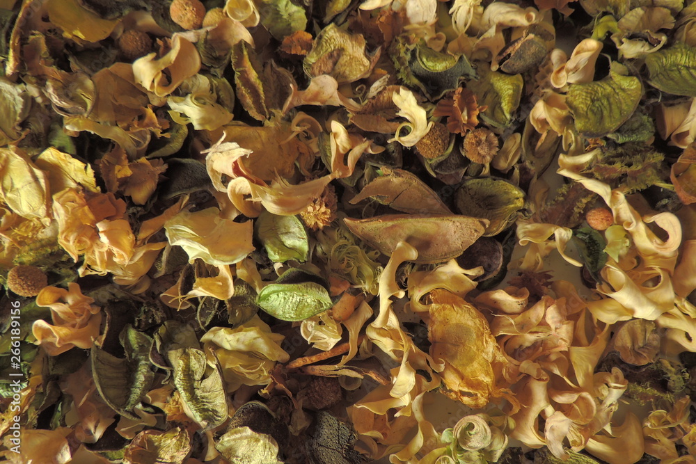 autumn leaves on ground autumn leaves on ground