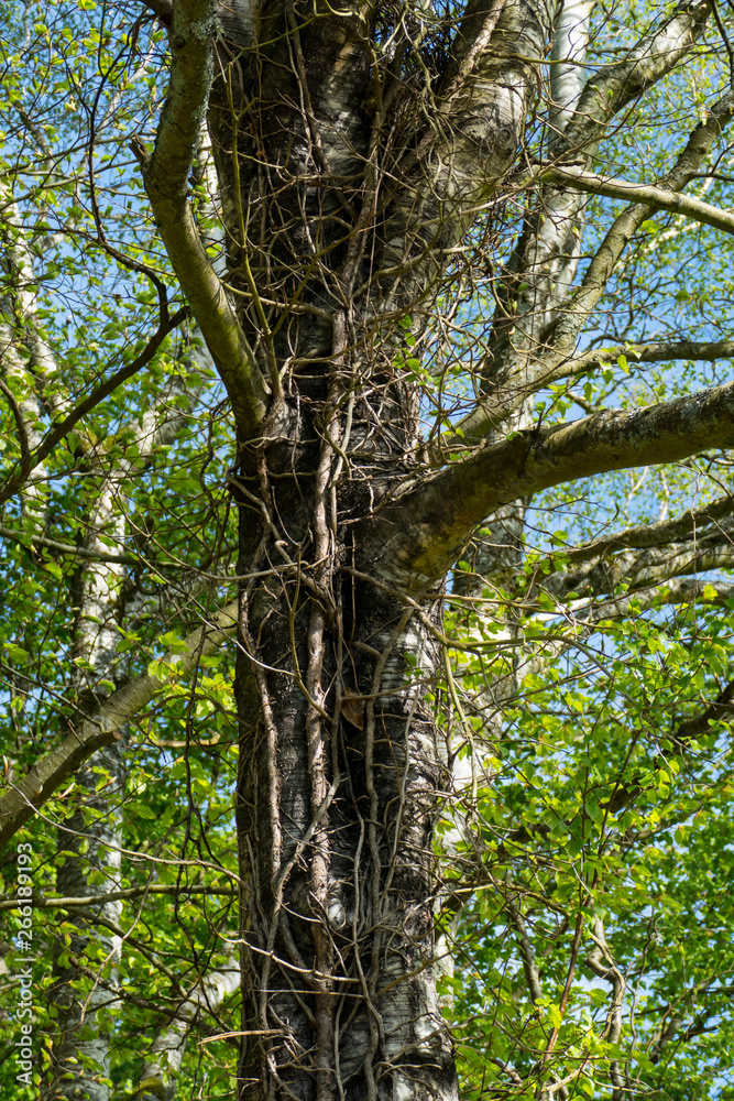 Fototapeta premium Birke, alter Baum, Stamm umschlungen von Efeu und Lianen