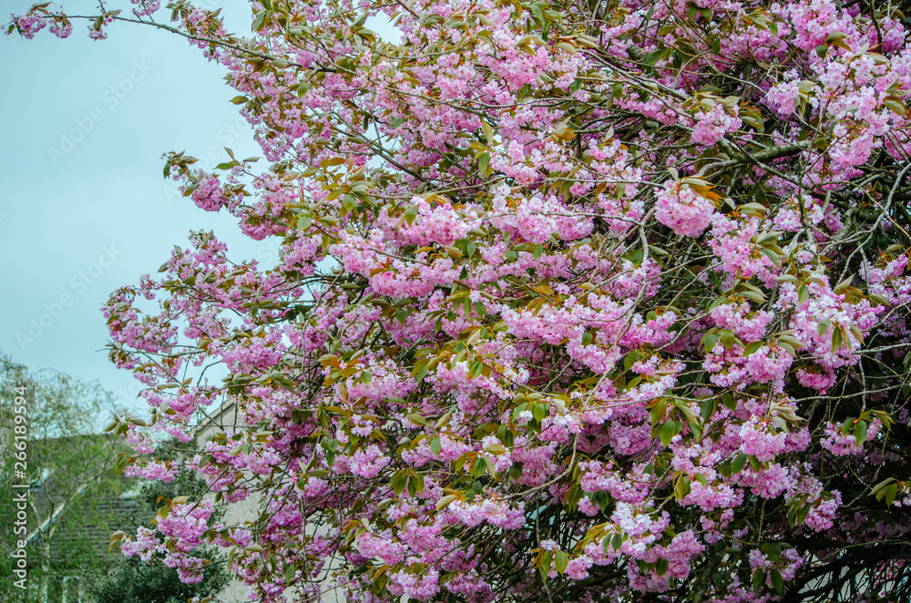 Obraz premium pink flowers in the garden