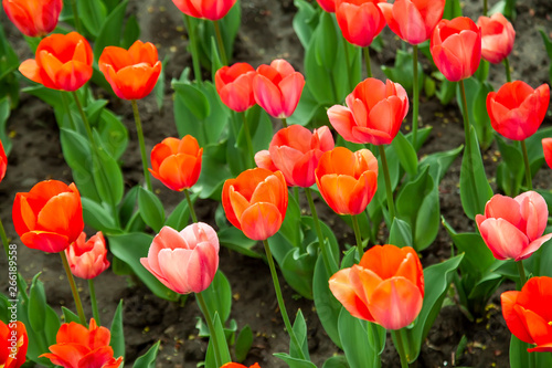 Beautiful red tulips with green leaves on spring garden.