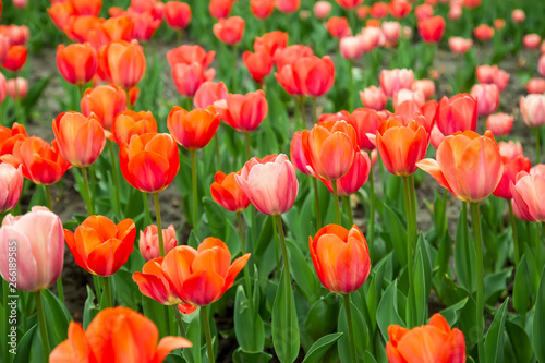 Beautiful red tulips with green leaves on spring garden.