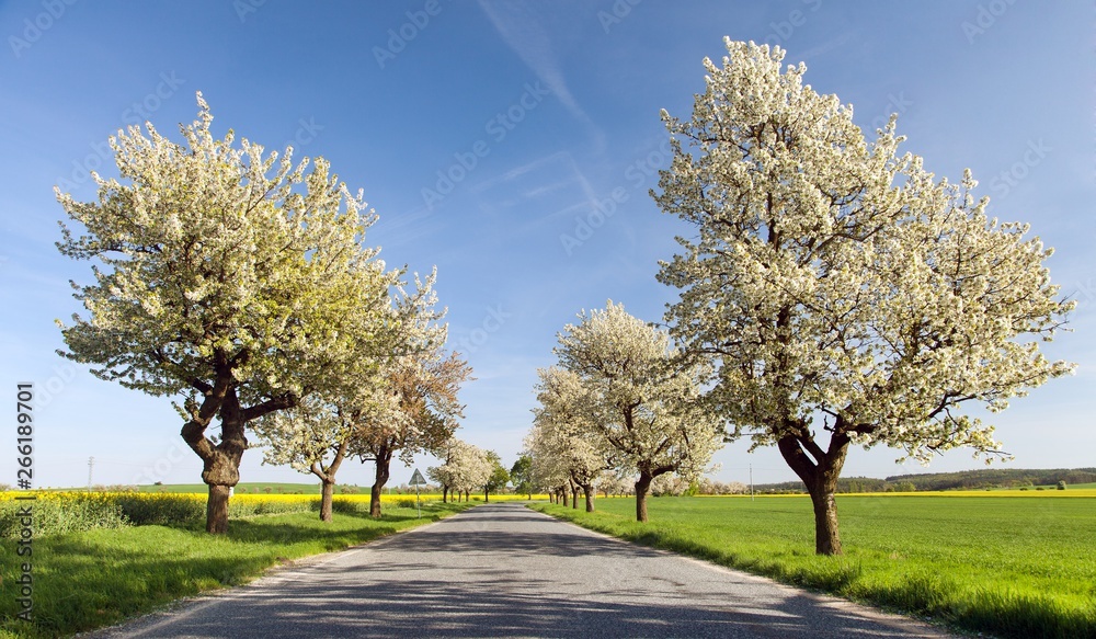 Cherry trees alley of beautiful flowering tree Cherry trees alley of beautiful flowering tree