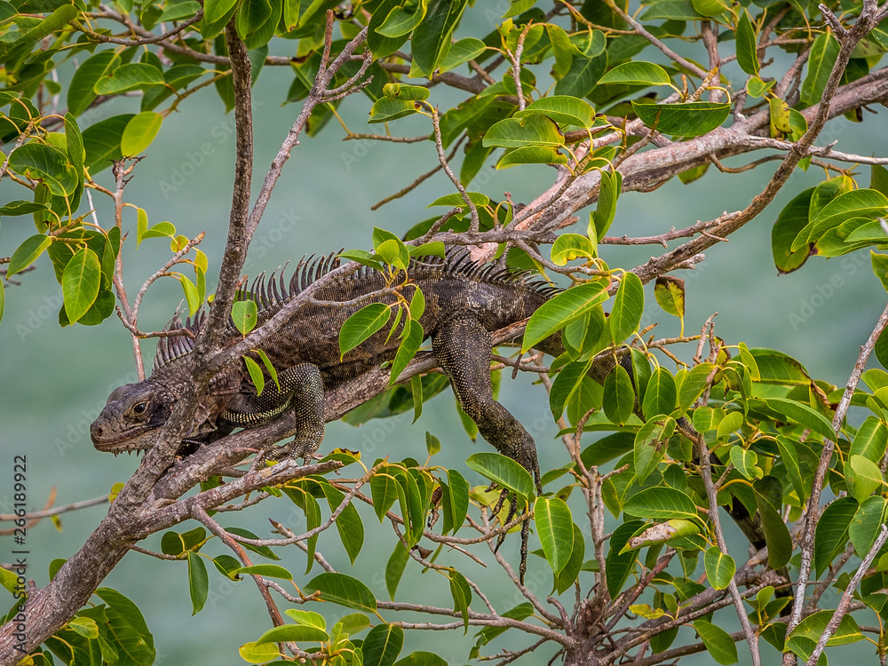 Tropical iguana in the tree Tropical iguana in the tree
