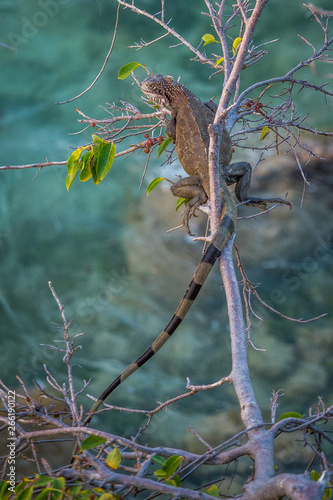 Tropical iguana in the tree