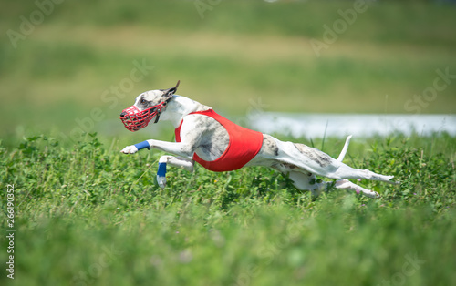 Whippet in action love