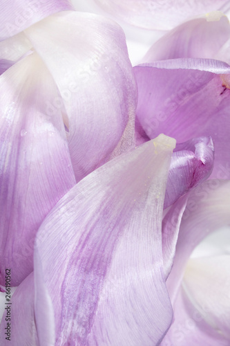 Pretty Purple Tulip Flower Petal on White Background