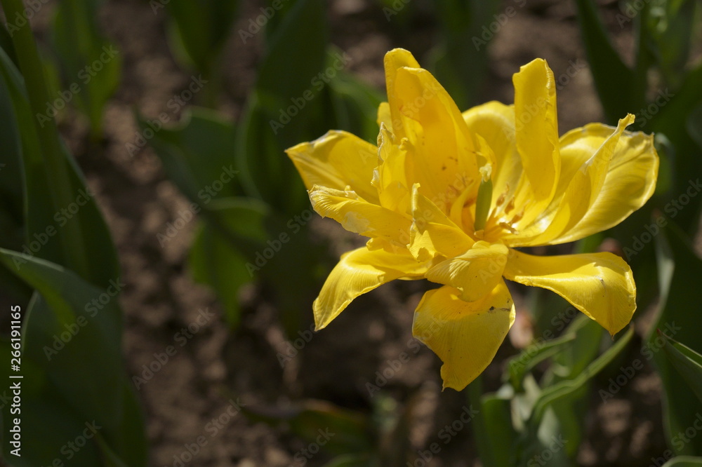 Obraz premium Yellow tulip growing in the garden (Tulipa) 
