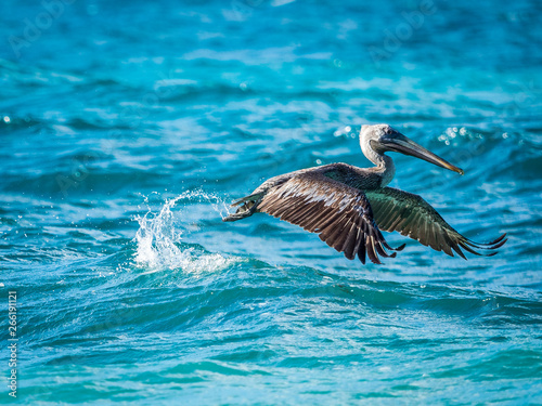 Pelican take off the water surface