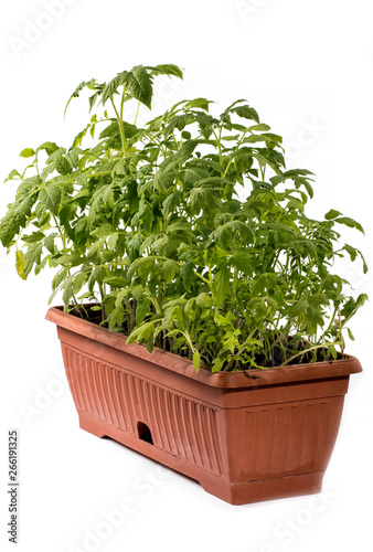 Tomato seedling in a box on a white background