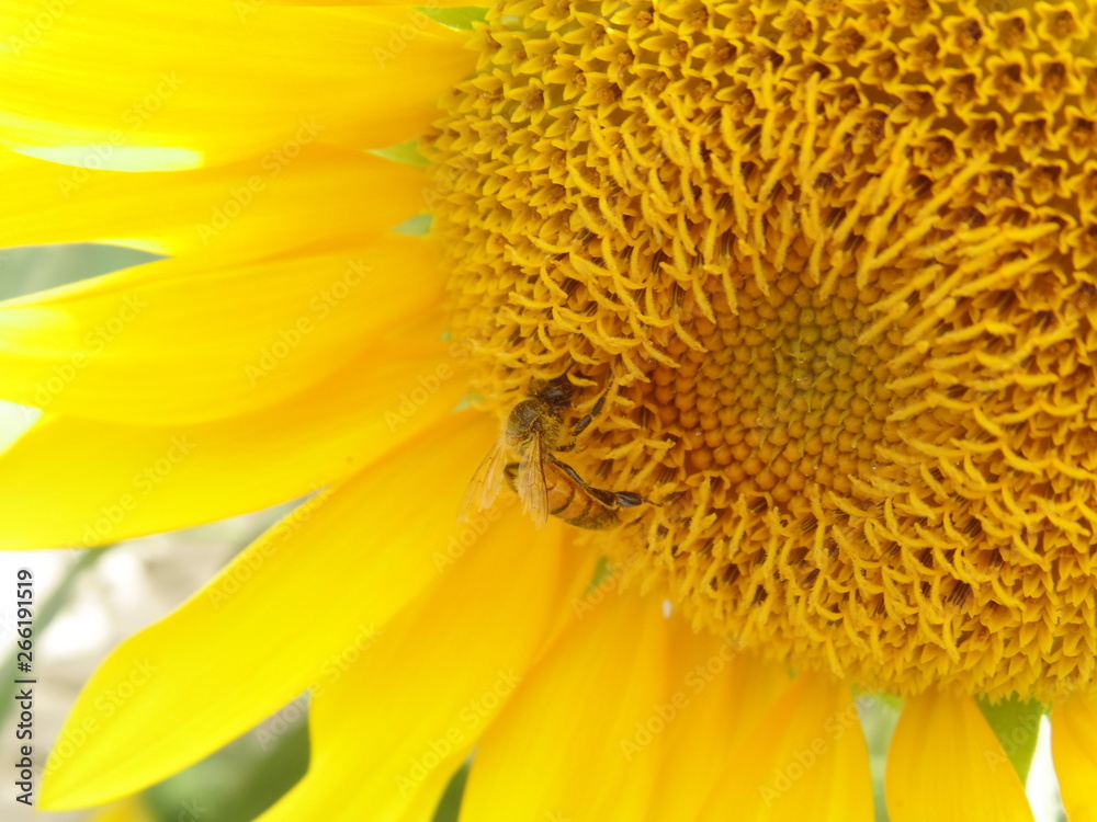 closeup of sunflower closeup of sunflower