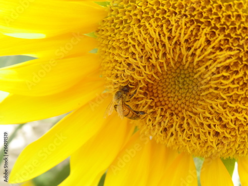 closeup of sunflower