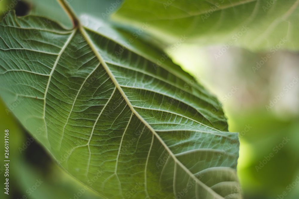Unique Texture of Leaf Unique Texture of Leaf