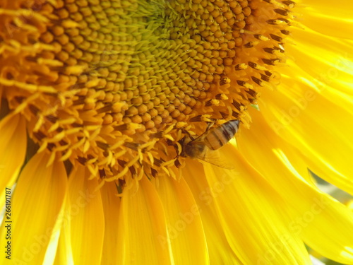 close up of a sunflower