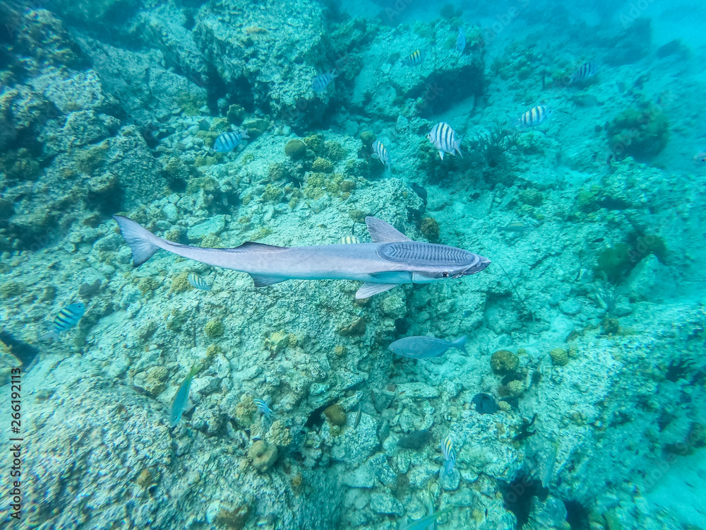 Fototapeta premium Remora or suckerfish