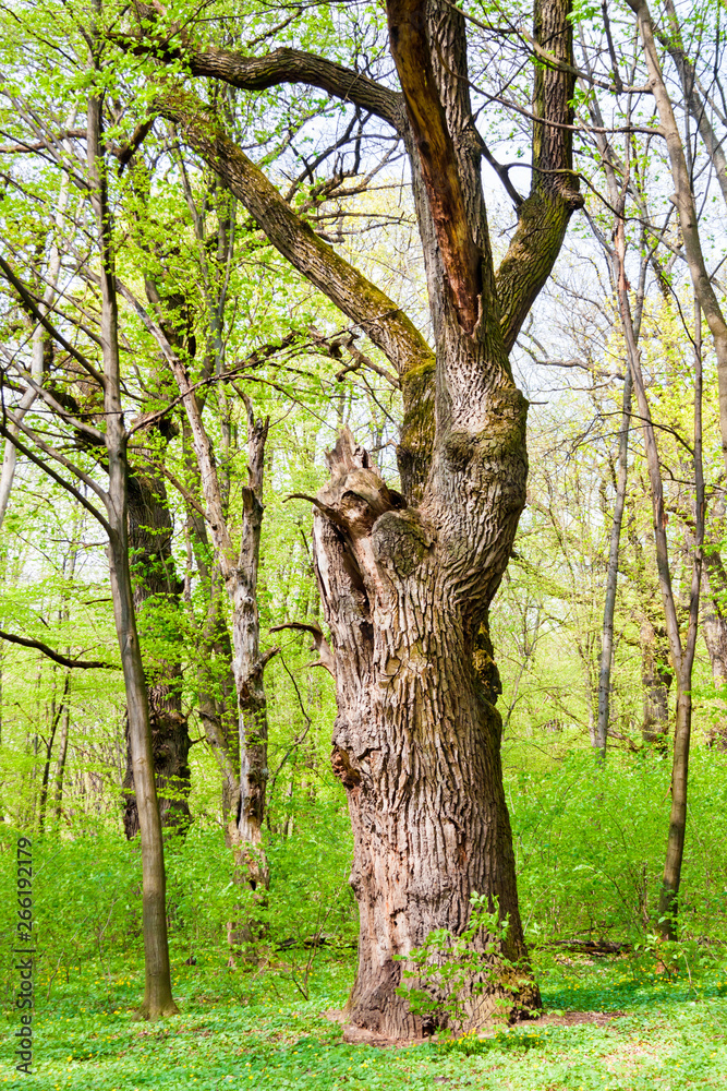 Big old oak tree in green spring forest