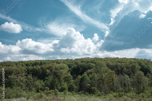 forest landscape with blue sky and clouds