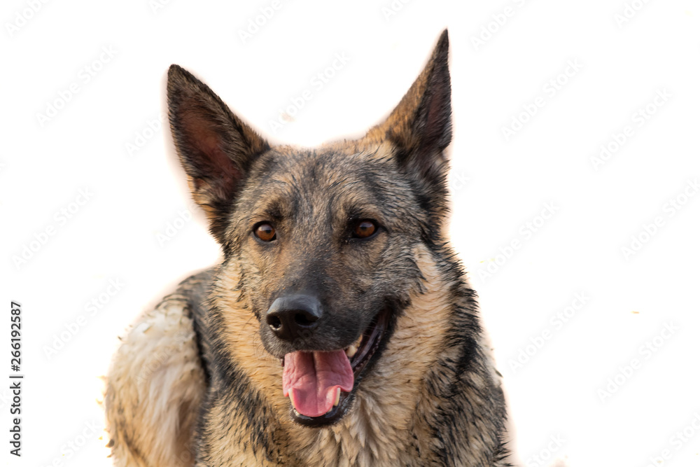 photo of a dog in studio with colored background to highlight animal profiles photo of a dog in studio with colored background to highlight animal profiles
