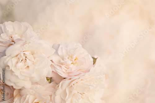 Fototapeta Naklejka Na Ścianę i Meble -  Tender roses flowers in vintage color style for romantic background