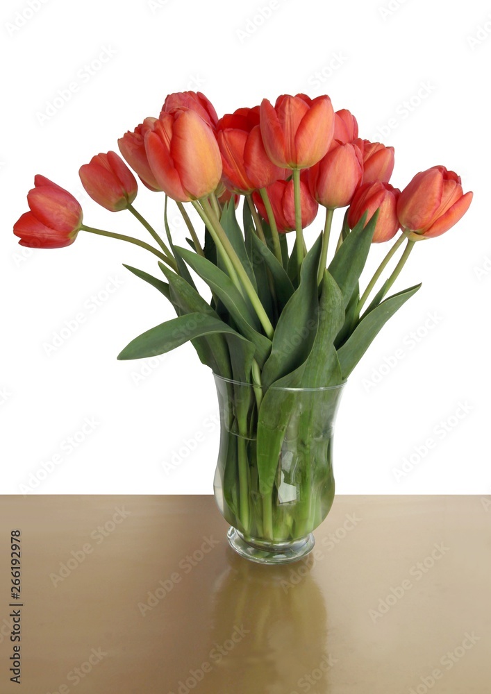 red tulips at spring