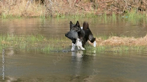 A hunting dog carries a shot-out duck out of the water. Russian - European Laika swims to the hunter with game in his teeth. 