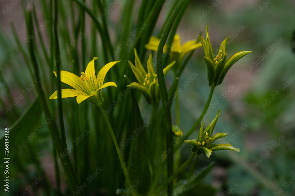 yellow flower spring close-up yellow flower spring close-up