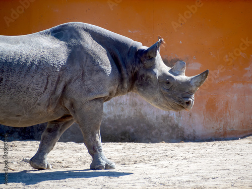 Black rhinoceros in zoo