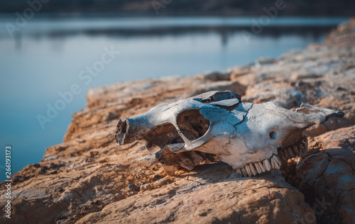 Skull on dead cracked surface © Alexandr Yermakov