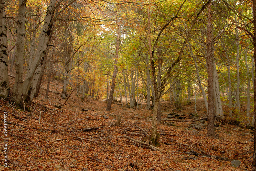 Bosque de La Tejera Negra en Otoño