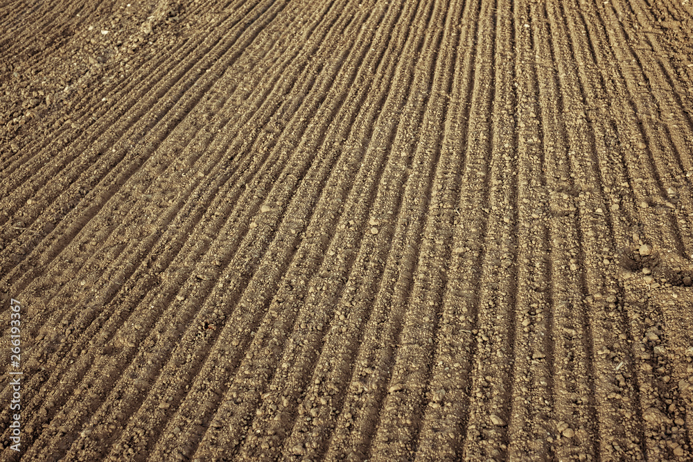 Fototapeta premium fresh agricultural plowed field