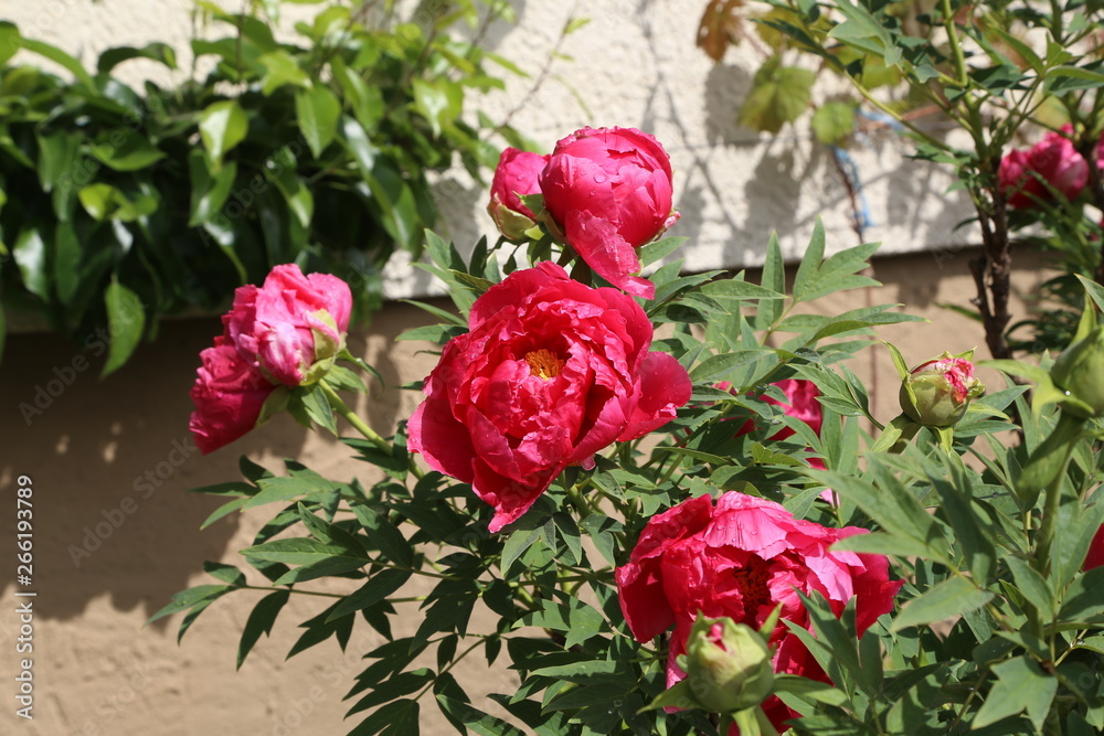 Pink peonies in the garden. Blooming pink peony.