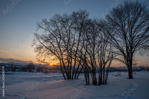 Sunset on snow and tree