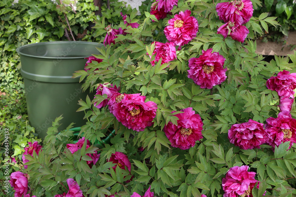 Pink peonies in the garden. Blooming pink peony.