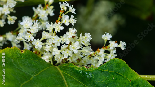 Flowers on Sakhalin knotweed or Reynoutria sachalinensis close-up with bokeh background, selective focus, shallow DOF photo