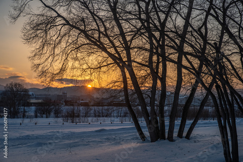 Sunset on snow and tree