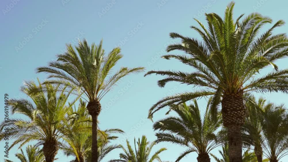 Bunch of coconut trees at or palm trees coast were bend due to strong wind comming through the sea Bunch of coconut trees at or palm trees coast were bend due to strong wind comming through the sea