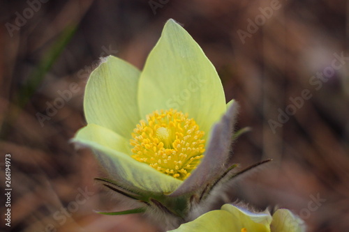 The first spring flowers of Prairie crocus, Pasque flower, prairie anemone, prairie smoke, wind flower (Pulsatilla patens) against the background of last year's foliage. Yellow flowers snowdrops.