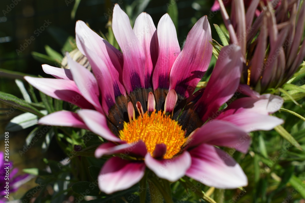 beautiful flowers. spring and summer background beautiful flowers. spring and summer background