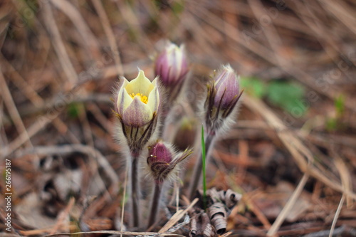 The first spring flowers of Prairie crocus, Pasque flower, prairie anemone, prairie smoke, wind flower (Pulsatilla patens) against the background of last year's foliage. Yellow flowers snowdrops.
