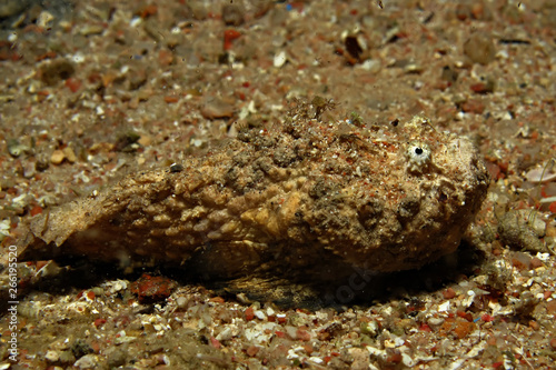 Stonefish  Synanceia verrucosa . Taking in Red Sea  Egypt.